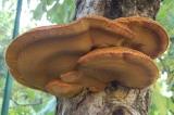 Bellissimo su melo. - (Inonotus hispidus)
